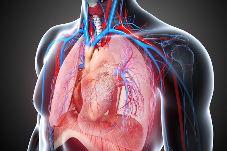 Heart Specialist in Indore - thoracic surgery