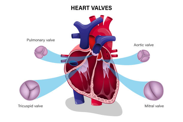 Heart Specialist in Indore - valve replacement & repair